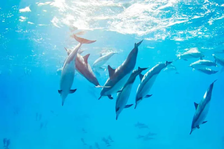 Marsa Alam: Sataya Reef Dolphin House Snorkeling Boat Trip with Lunch
