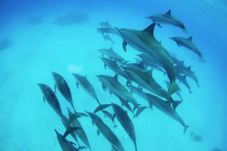 Marsa Alam: Sataya Reef Dolphin House Snorkeling Boat Trip with Lunch