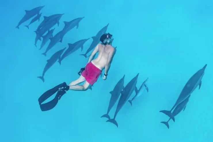 Marsa Alam: Sataya Reef Dolphin House Snorkeling Boat Trip with Lunch