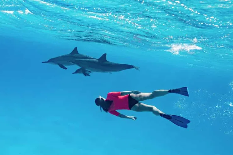 Marsa Alam: Sataya Reef Dolphin House Snorkeling Boat Trip with Lunch