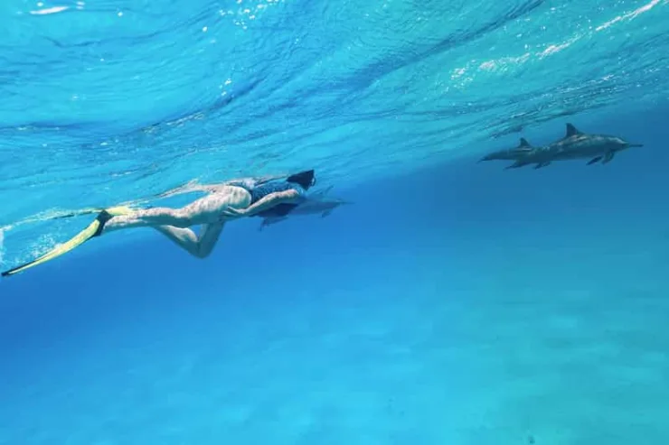 Marsa Alam: Sataya Reef Dolphin House Snorkeling Boat Trip with Lunch
