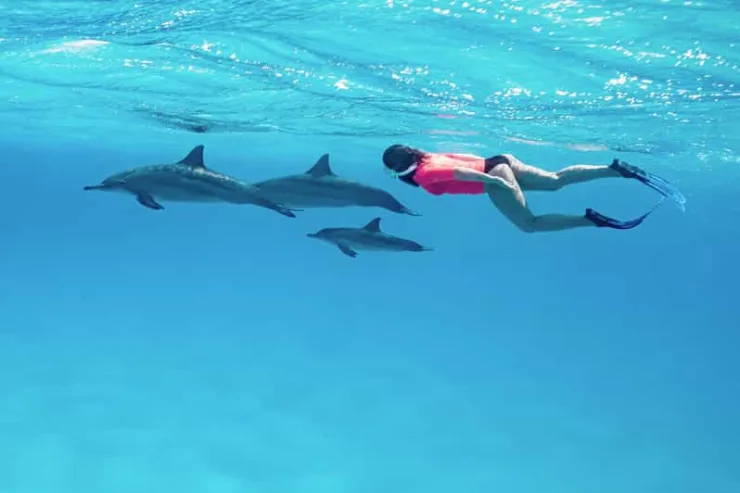 Marsa Alam: Sataya Reef Dolphin House Snorkeling Boat Trip with Lunch