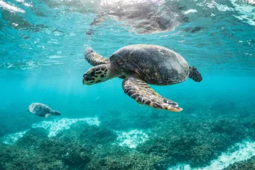 Marsa Alam: Snorkeling Boat Trip with Sea Turtles and Lunch - Image 4