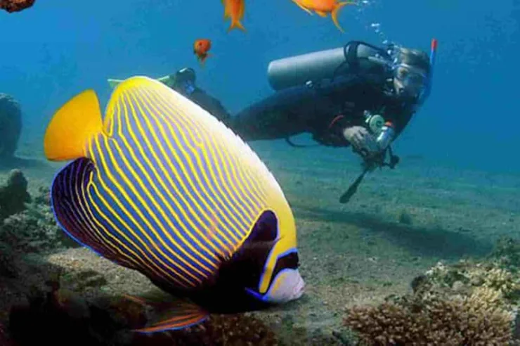 Marsa Alam: Snorkeling Boat Trip with Sea Turtles and Lunch - Image 10
