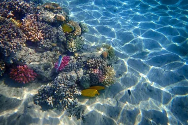 Sahl Hasheesh: Orange Bay Yacht Cruise with Private Transfer - Image 4