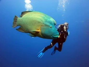 Port Ghalib: Scuba Diving for Beginners Day-Trip with Lunch - Image 10