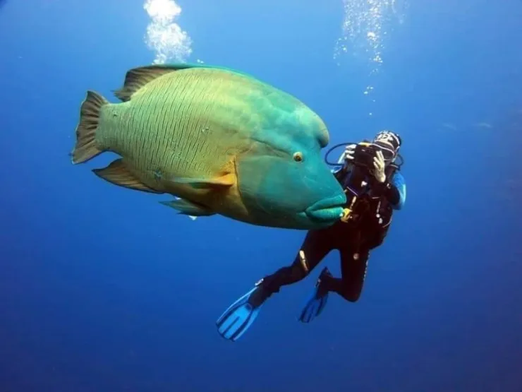Port Ghalib: Scuba Diving for Beginners Day-Trip with Lunch - Image 10