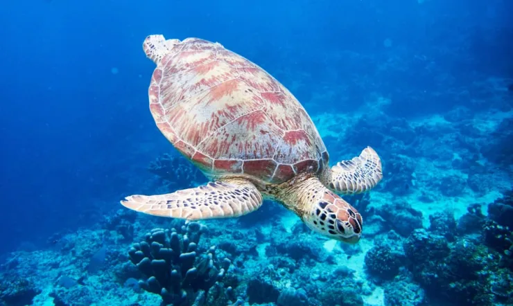 Port Ghalib: Scuba Diving for Beginners Day-Trip with Lunch - Image 4