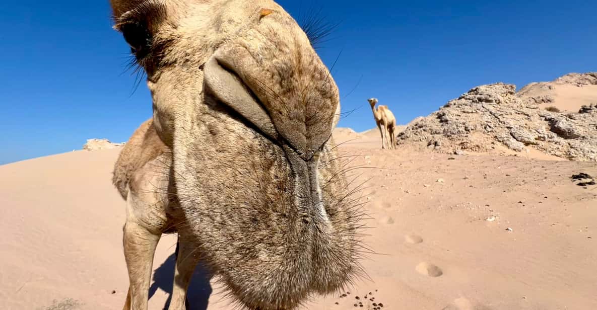 Sahl Hasheesh: Quad, Jeep, Buggy, Camel w/ Dinner & Show