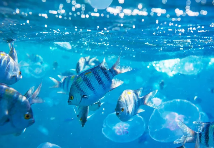 Sahl Hasheesh: Snorkeling Cruise Tour with Lunch and Drinks - Image 14