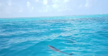 Sahl Hasheesh: Dolphin Watching Boat Tour with Snorkeling - Image 4
