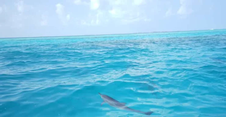 Sahl Hasheesh: Dolphin Watching Boat Tour with Snorkeling - Image 4