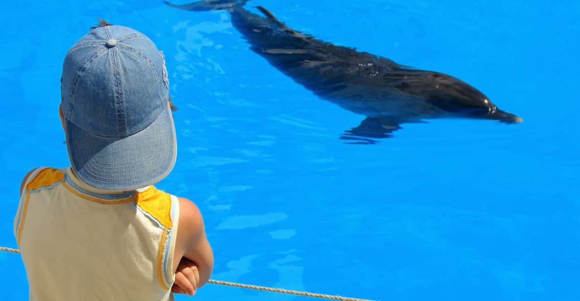 Sahl Hasheesh: Dolphin Watching Boat Tour with Snorkeling