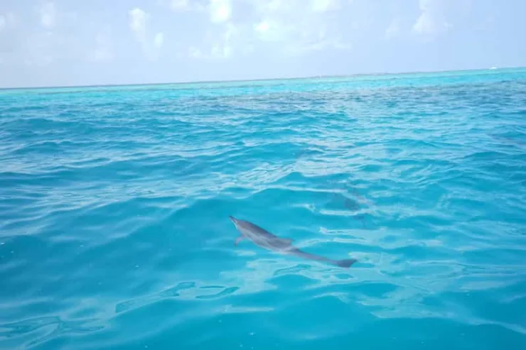 Sahl Hasheesh: Dolphin Watching Boat Tour with Snorkeling - Image 11