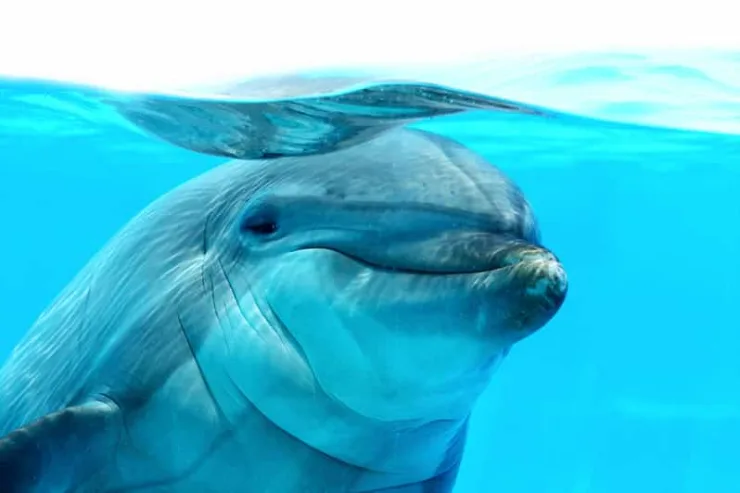 Sahl Hasheesh: Dolphin Watching Boat Tour with Snorkeling - Image 12