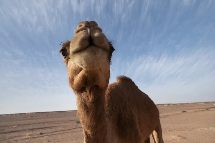 Sahl Hasheesh: Desert Stargazing by Jeep with BBQ Dinner - Photo 42
