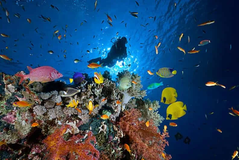 Da Marsa Alam: Escursione di un giorno per principianti di immersioni subacquee con pranzo