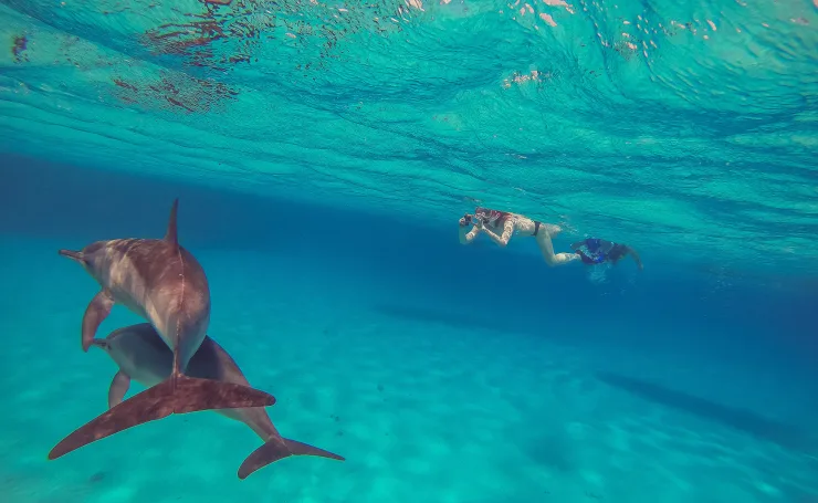 From El Gouna : Orange Island, Grand Safari, Dolphin House Package - Photo 23