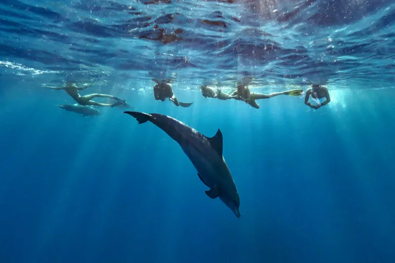 From El Gouna : Orange Island, Grand Safari, Dolphin House Package - Photo 3
