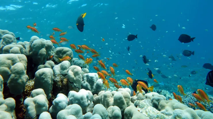 Sahl Hasheesh: Orange Island Trip with Snorkel & Parasailing - Photo 38