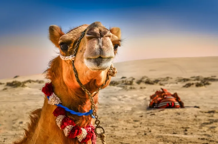 Sahl Hasheesh: Desert Stargazing by Jeep with BBQ Dinner - Photo 14