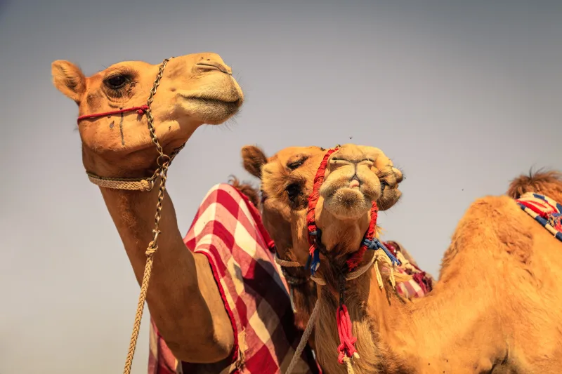 Sahl Hasheesh: ATV Quad Safari, Bedouin Village & Camel Ride - Photo 17