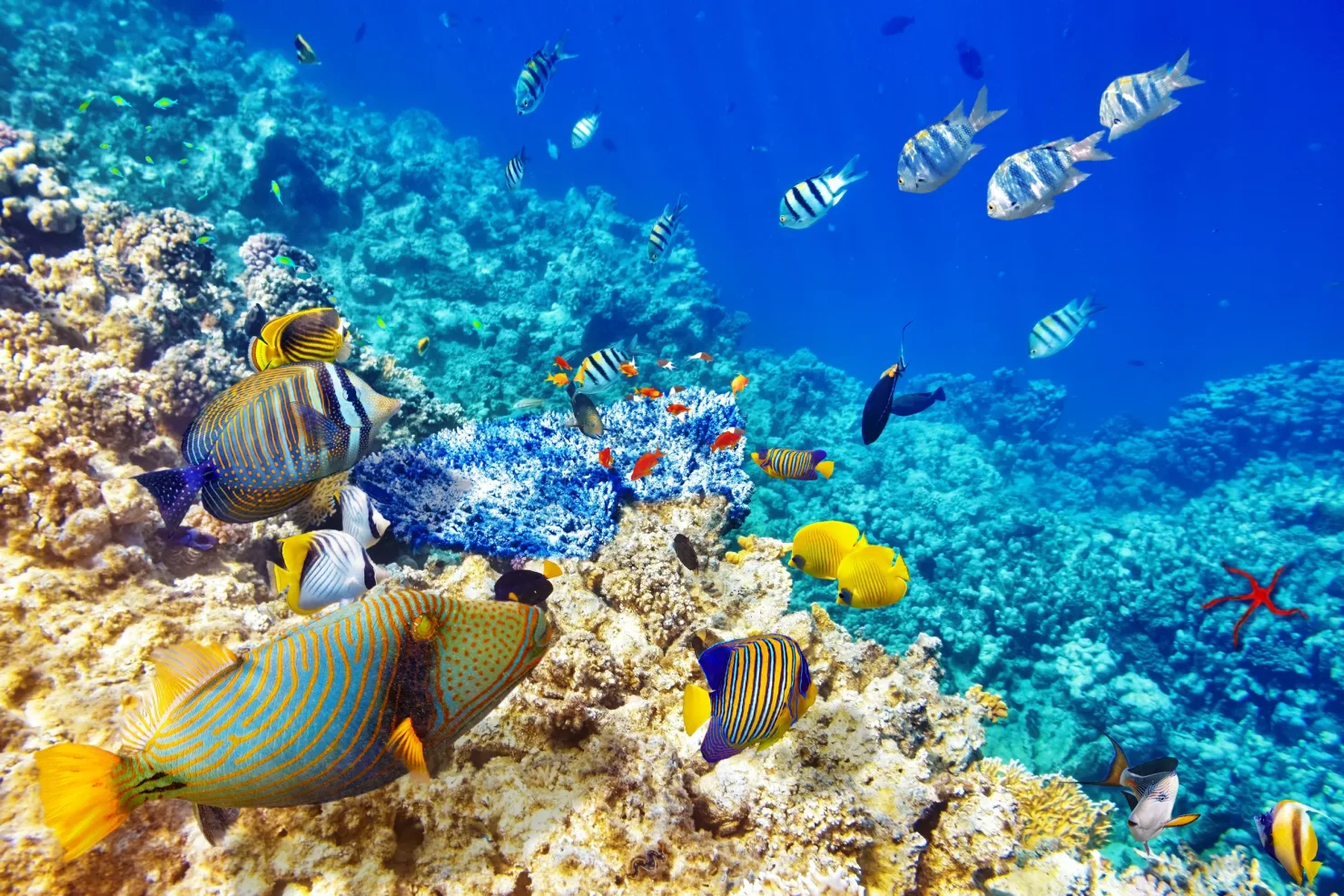 Sahl Hasheesh: Giftun Island & Orange Bay Boat Day Trip - Photo 25