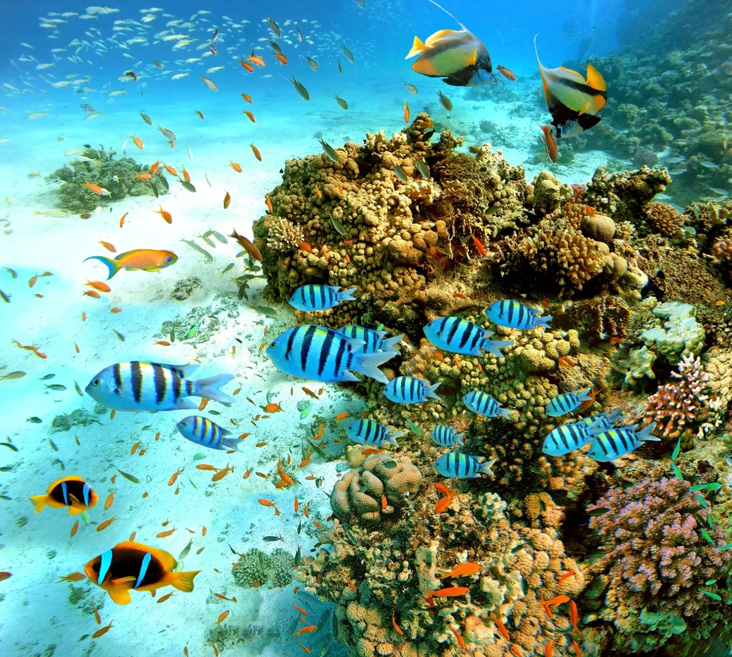 Sahl Hasheesh: Orange Island Trip with Snorkel & Parasailing - Photo 2