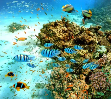Sahl Hasheesh: Orange Island Trip with Snorkel & Parasailing - Photo 2