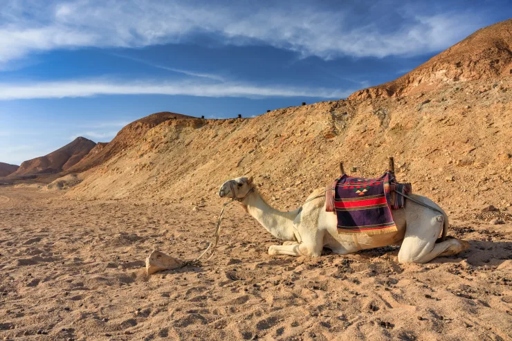 Sahl Hasheesh: Desert Stargazing by Jeep with BBQ Dinner - Photo 45