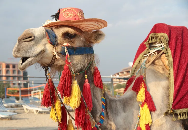 Cairo/Giza: Camel Ride Around The Pyramids - Photo 21
