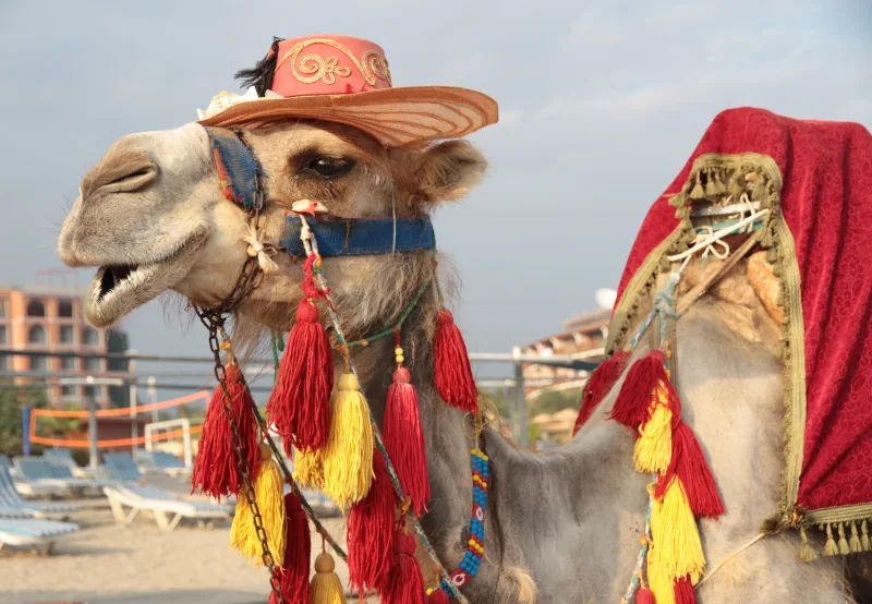 Cairo/Giza: Camel Ride Around The Pyramids - Photo 21