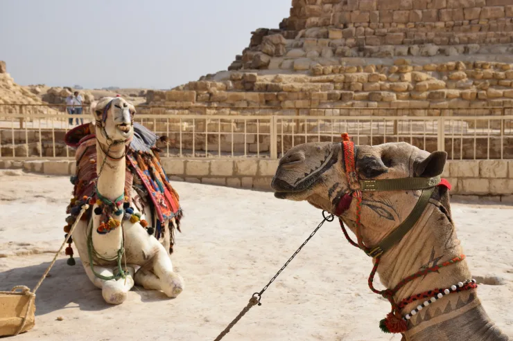 Cairo/Giza: Camel Ride Around The Pyramids - Photo 24