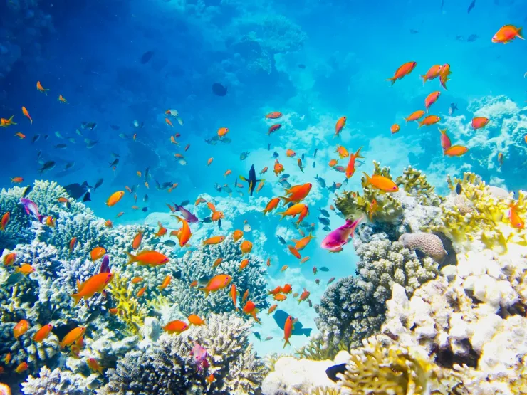 Sharm El Sheikh: Parasailing and Speedboat Snorkeling Trip - Photo 2