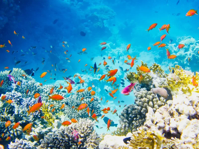Sharm El Sheikh: Parasailing and Speedboat Snorkeling Trip - Photo 2