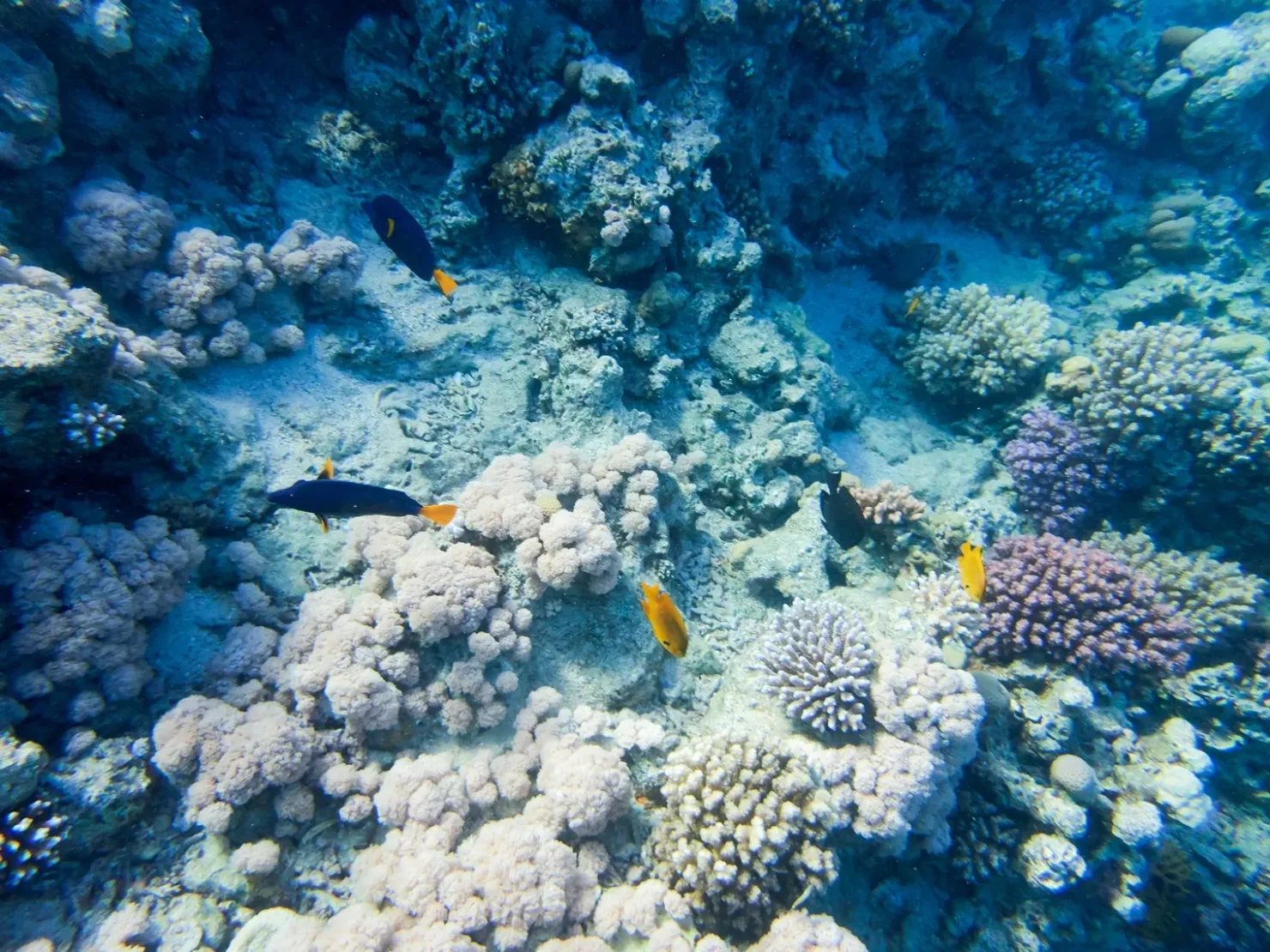 Sharm El Sheikh: Ras Mohammed and White Island - Photo 9