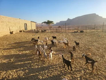 Hurghada: Mini Safari Adventure – Afternoon Trip - Photo 7