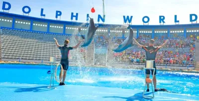 Hurghada: 1-Hour Show at Dolphin World with transfer