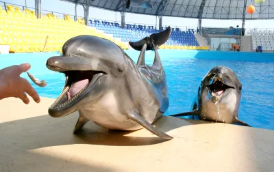 フルガダ:Dolphin World ショー + イルカと泳ぐオプション付き