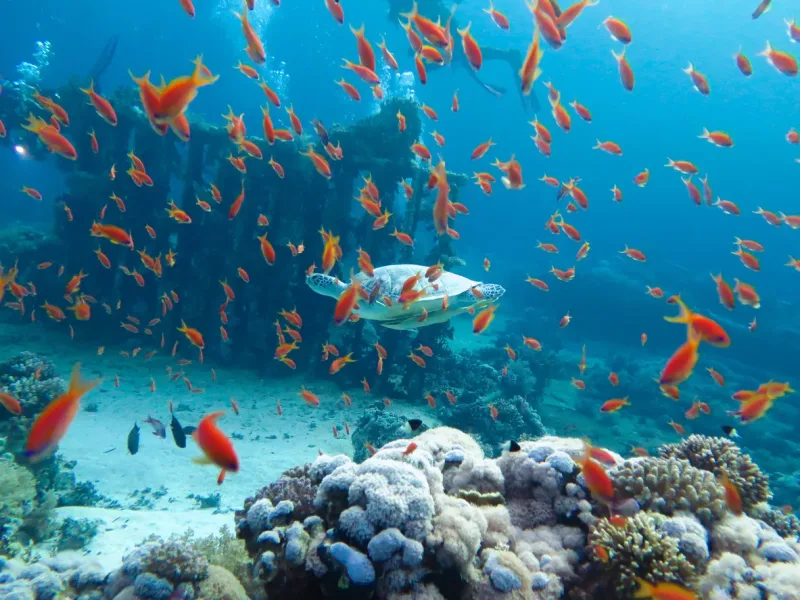 El Gouna: Grand Aquarium & Zoo Tickets with Hotel Transfers - Photo 10
