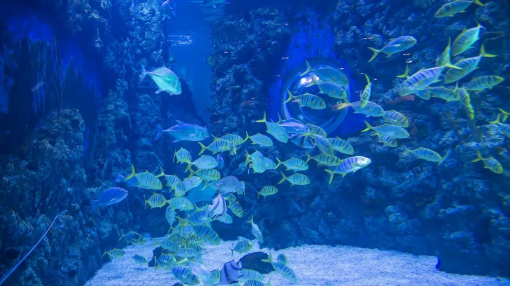 El Gouna: Grand Aquarium & Zoo Tickets with Hotel Transfers - Photo 14
