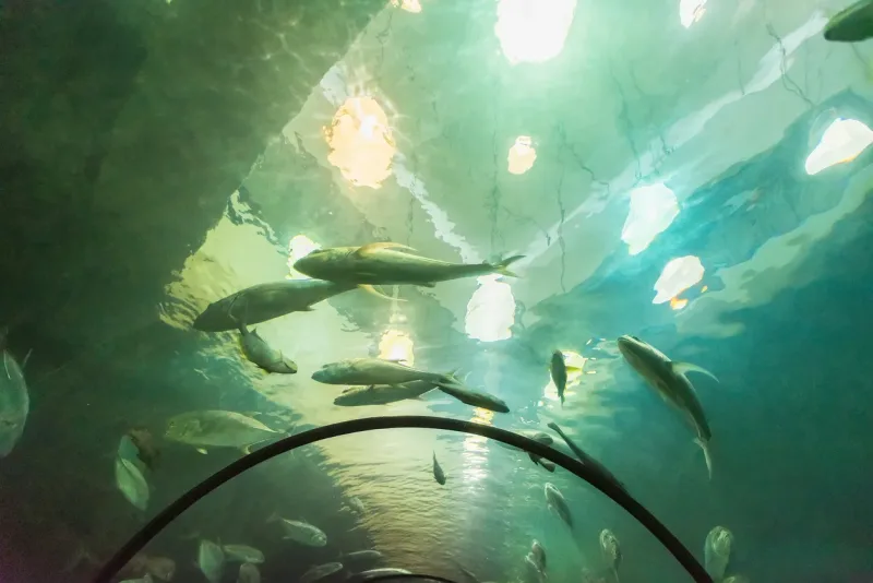 El Gouna: Grand Aquarium & Zoo Tickets with Hotel Transfers - Photo 15