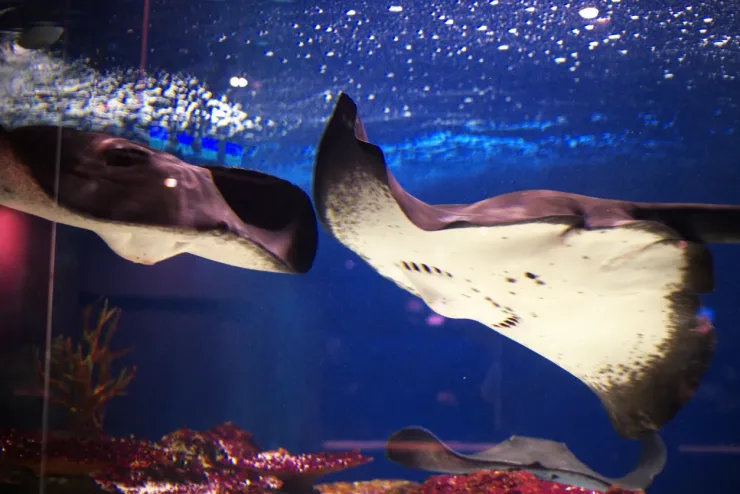 El Gouna: Grand Aquarium & Zoo Tickets with Hotel Transfers - Photo 18