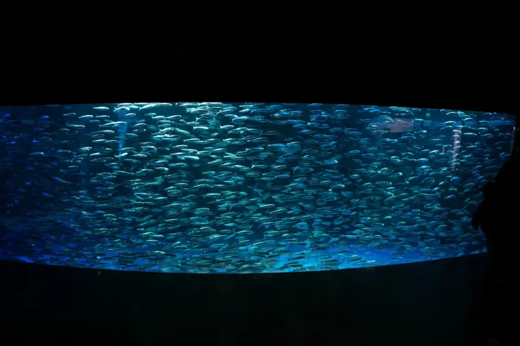 El Gouna: Grand Aquarium & Zoo Tickets with Hotel Transfers - Photo 19