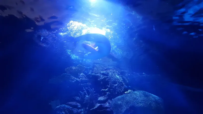 El Gouna: Grand Aquarium & Zoo Tickets with Hotel Transfers - Photo 20