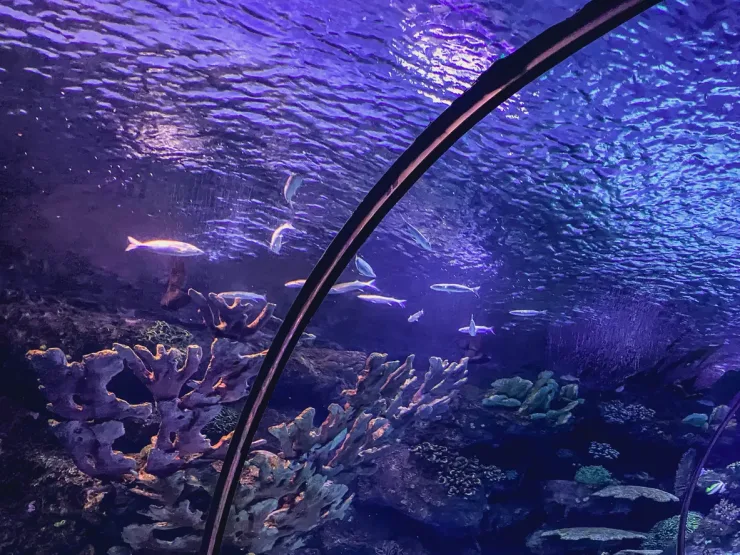 El Gouna: Grand Aquarium & Zoo Tickets with Hotel Transfers - Photo 22