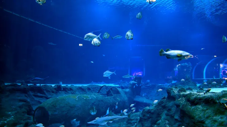 El Gouna: Grand Aquarium & Zoo Tickets with Hotel Transfers - Photo 25