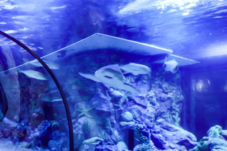 El Gouna: Grand Aquarium & Zoo Tickets with Hotel Transfers - Photo 29