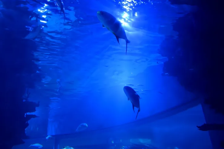 El Gouna: Grand Aquarium & Zoo Tickets with Hotel Transfers - Photo 30