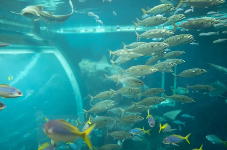 El Gouna: Grand Aquarium & Zoo Tickets with Hotel Transfers - Photo 31